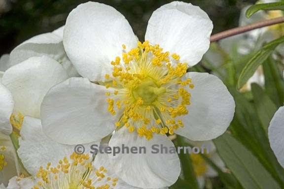 carpenteria californica 7 graphic